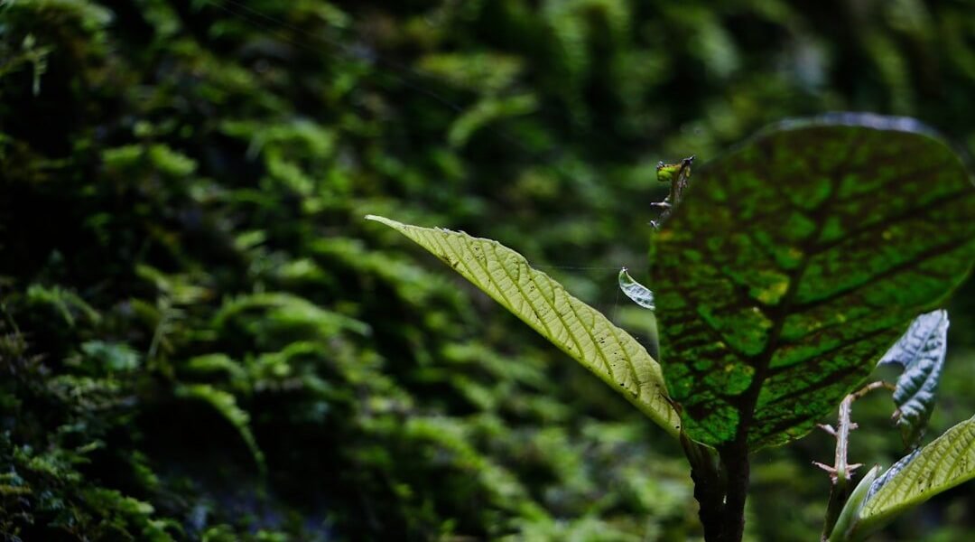 México impulsa modelo de auditoría ambiental que inspira a América Latina