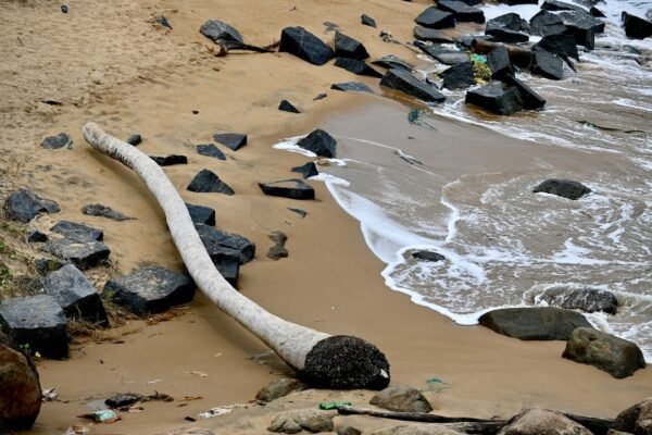 Crudo en el Golfo: la crisis silenciosa que engulle las costas veracruzanas