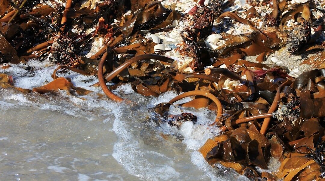 Chapopote en Veracruz: nueve días sin respuestas sobre contaminación que avanza