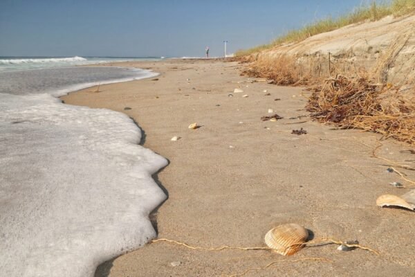 Chapopote invade costas veracruzanas: la emergencia ambiental sin respuestas