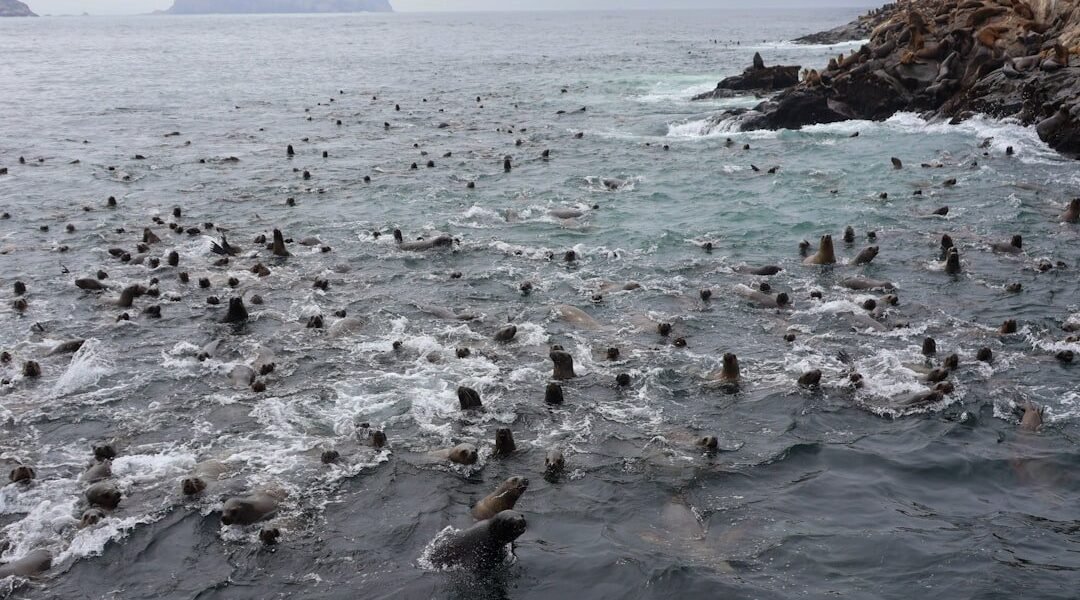 Los peces tropicales llegan a aguas gallegas: la señal de alerta que el planeta ya no puede ignorar