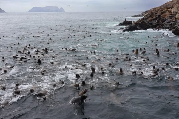 Los peces tropicales llegan a aguas gallegas: la señal de alerta que el planeta ya no puede ignorar