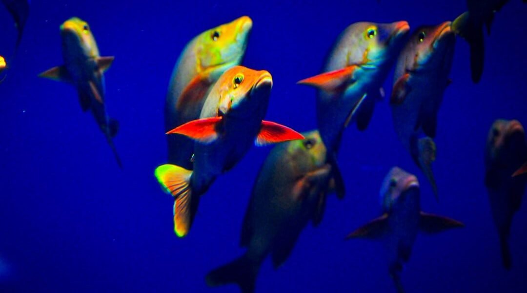 El océano tropical llega a Europa: qué significa para América Latina