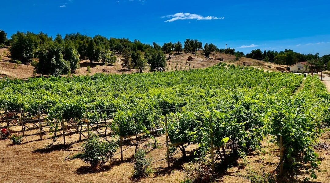 Chile enfrenta crisis vitivinícola: la sequía y mercados inestables golpean al sector