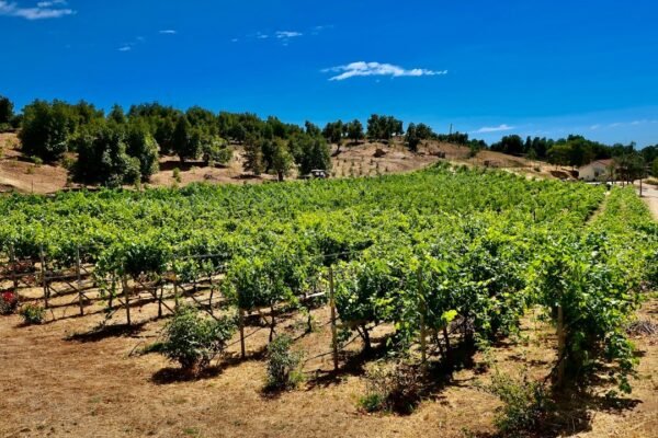 Chile enfrenta crisis vitivinícola: la sequía y mercados inestables golpean al sector