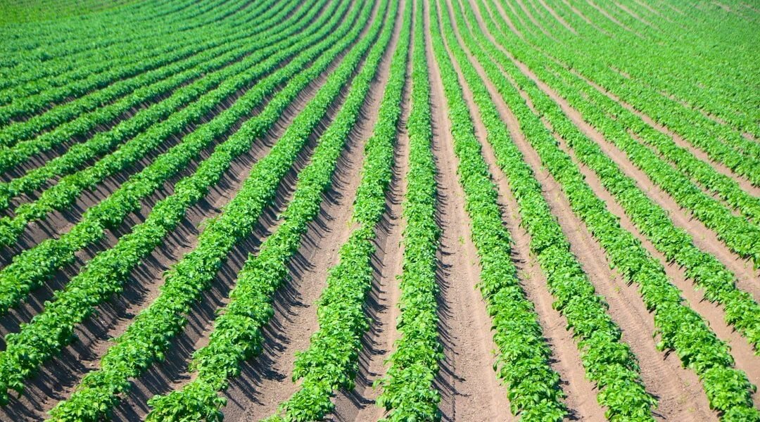 Tres décadas de transgénicos en América Latina: el balance entre promesas y daños