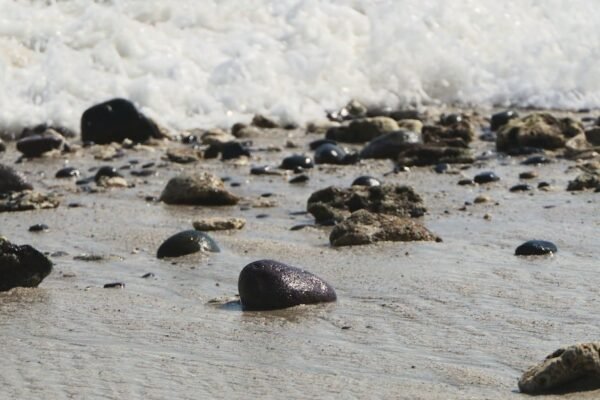 Chapopote invade costas veracruzanas: la crisis ambiental sin respuestas