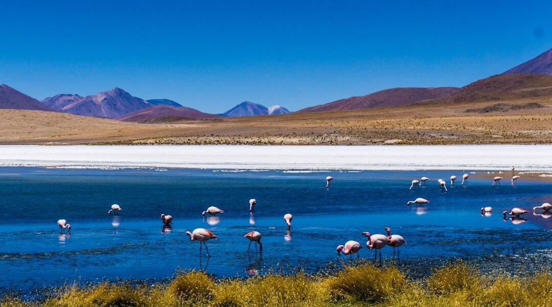 Transición energética: Latinoamérica en la encrucijada entre ambición verde y realidad