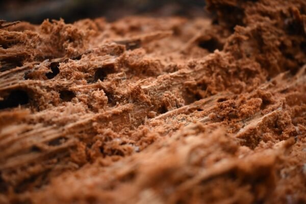 Metales pesados en chocolate: qué encontró Profeco y cómo protegerse