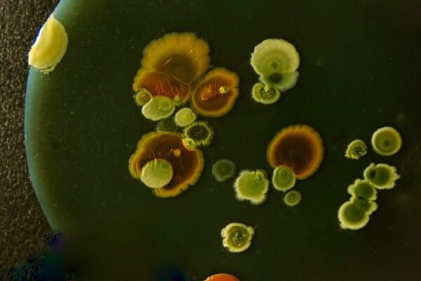 Investigación científica en pausa: el impacto de despidos en institutos de salud