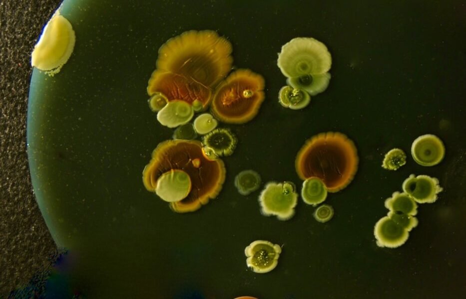 Investigación científica en pausa: el impacto de despidos en institutos de salud