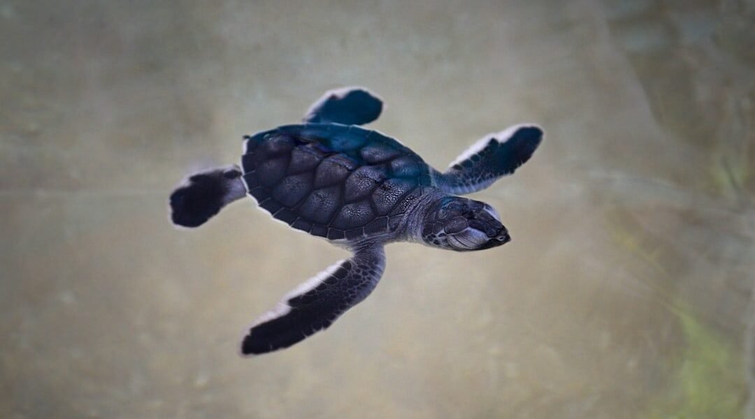 Reformas económicas y el desafío de atraer inversión en México