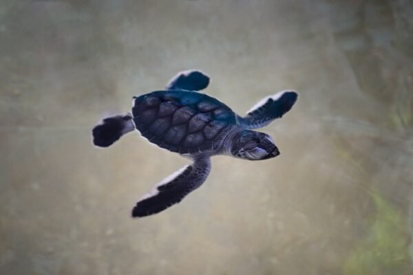 Reformas económicas y el desafío de atraer inversión en México