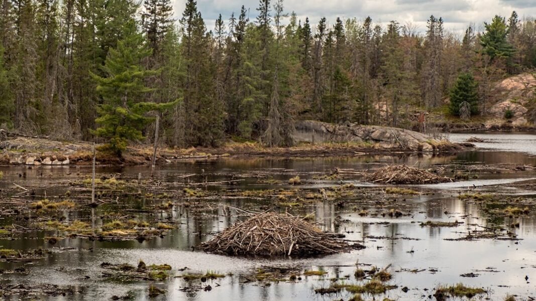 Líderes indígenas recurren a la autodefensa ante crisis ambiental sin respuesta estatal