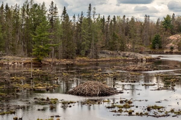 Líderes indígenas recurren a la autodefensa ante crisis ambiental sin respuesta estatal