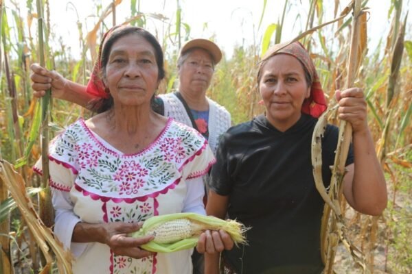 Estado de México abre convocatoria para apoyar a productores de maíz con hasta 56 mil pesos