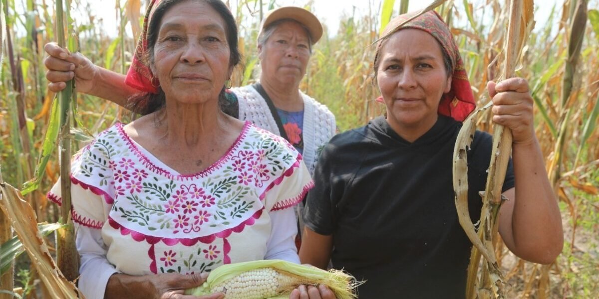 Estado de México lanza PROMAÍZ: apoyos de hasta 6 mil pesos por hectárea para maiceros