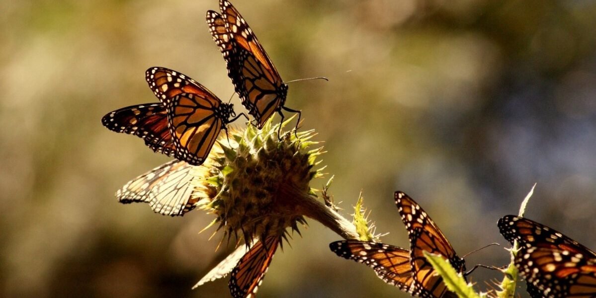 Estado de México crea 315 jardines para proteger polinizadores en 54 municipios