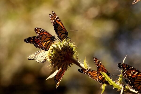 Estado de México crea 315 jardines para proteger polinizadores en 54 municipios