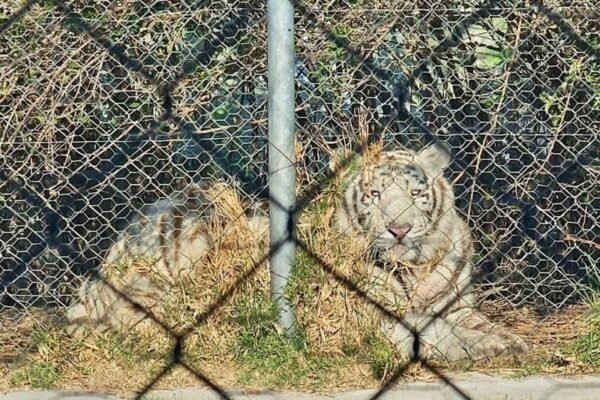Hombre ebrio libera leones en reserva natural de Ocoyoacac
