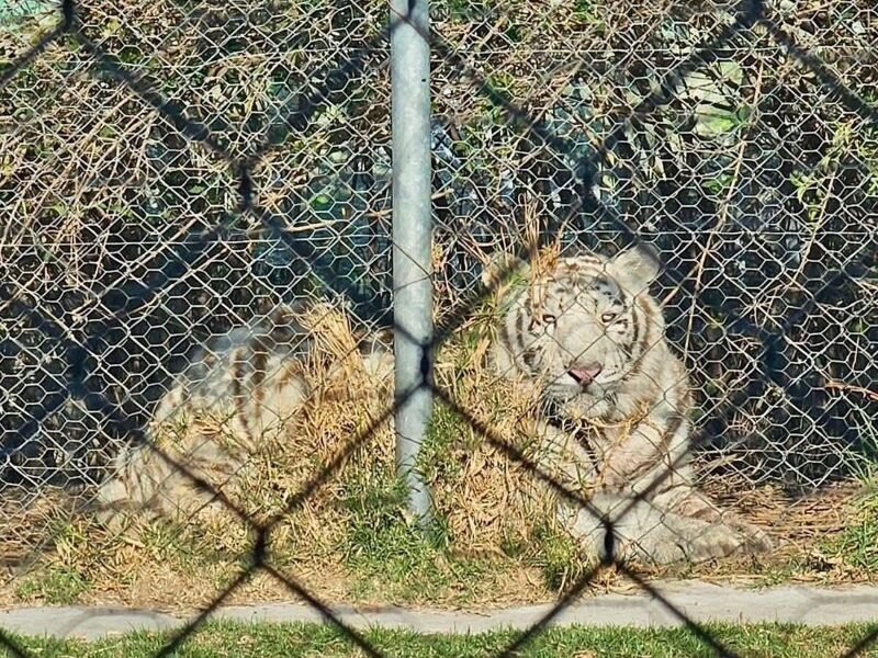 Hombre ebrio libera leones en reserva natural de Ocoyoacac