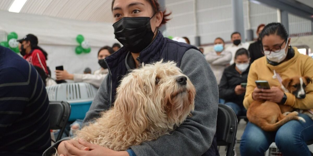 Inicia Semana de Vacunación Antirrábica para perros y gatos en Edomex