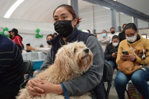Inicia Semana de Vacunación Antirrábica para perros y gatos en Edomex