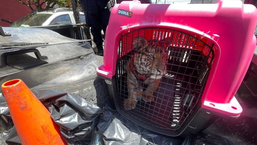 Rescatan cachorro de tigre de bengala en Ecatepec; detienen a propietario