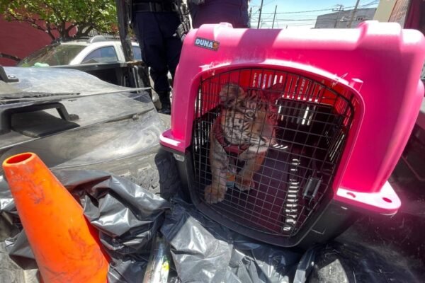 Rescatan cachorro de tigre de bengala en Ecatepec; detienen a propietario