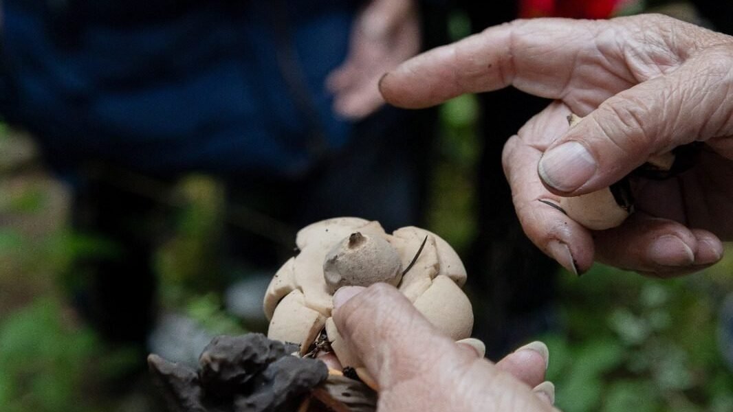 Mujeres rurales de Chapingo se alzan como guardianas de los bosques