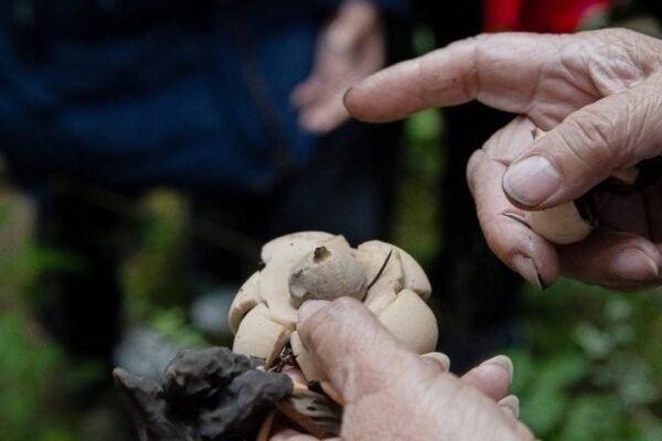 Mujeres rurales de Chapingo se alzan como guardianas de los bosques