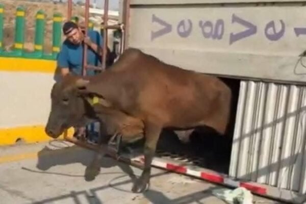 Vuelca tráiler con 70 reses en autopista Puebla-México; cierra parcialmente