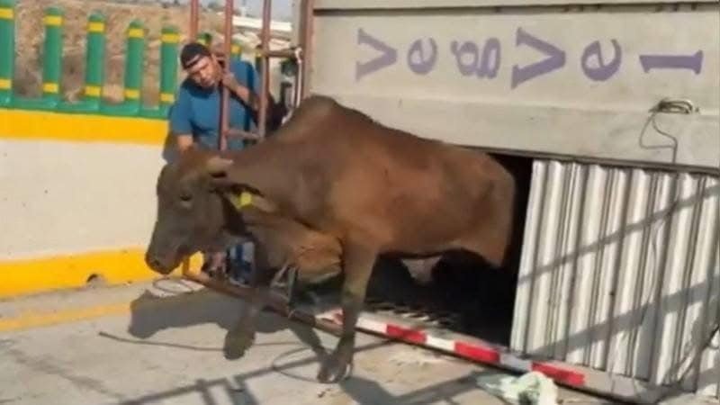 Vuelca tráiler con 70 reses en autopista Puebla-México; cierra parcialmente