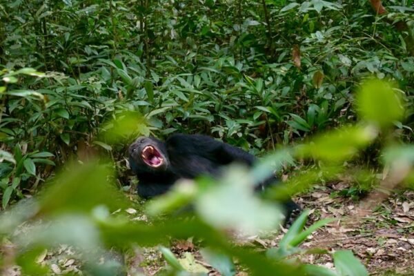 La ciencia con corazón: la lección de Jane Goodall en las selvas de México