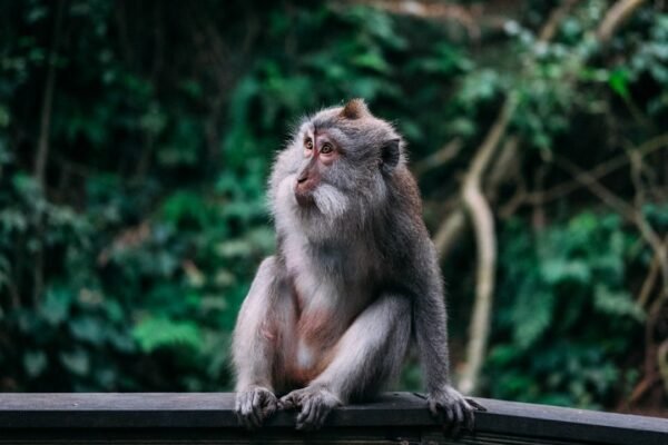 Ciencia con corazón: la herencia de Jane Goodall en la investigación latinoamericana