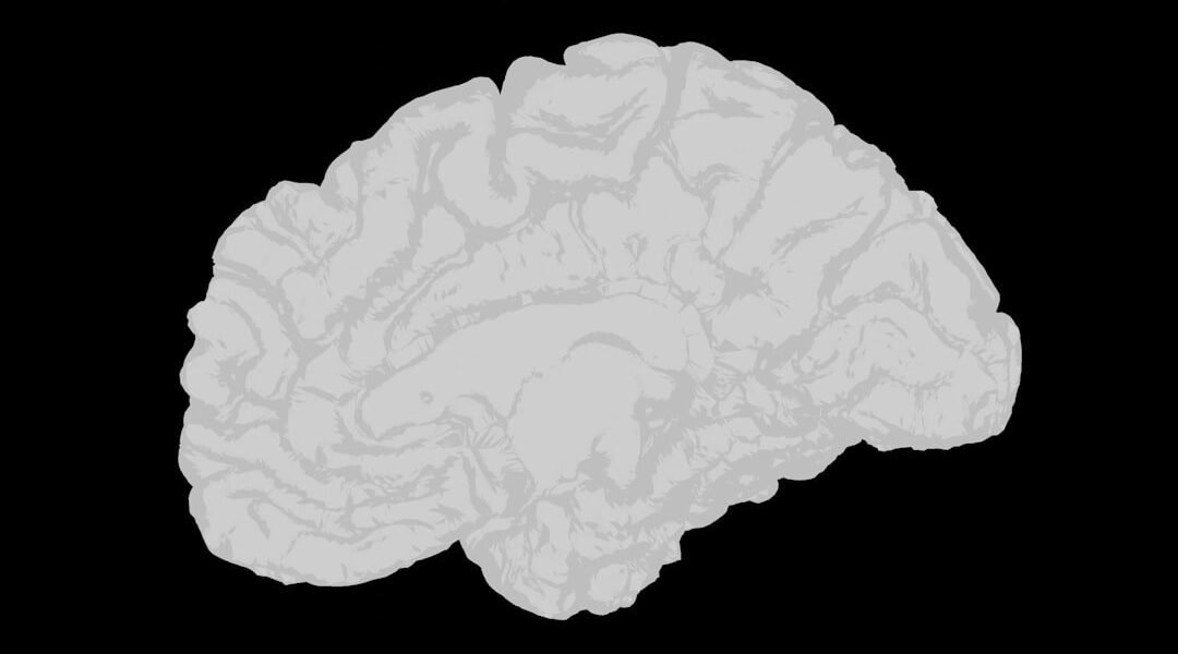 Científicos mexicanos exploran psicodélicos como nuevo frente contra el Alzheimer