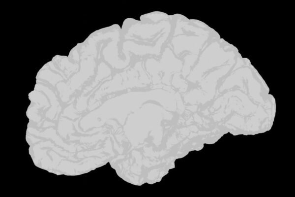 Científicos mexicanos exploran psicodélicos como nuevo frente contra el Alzheimer
