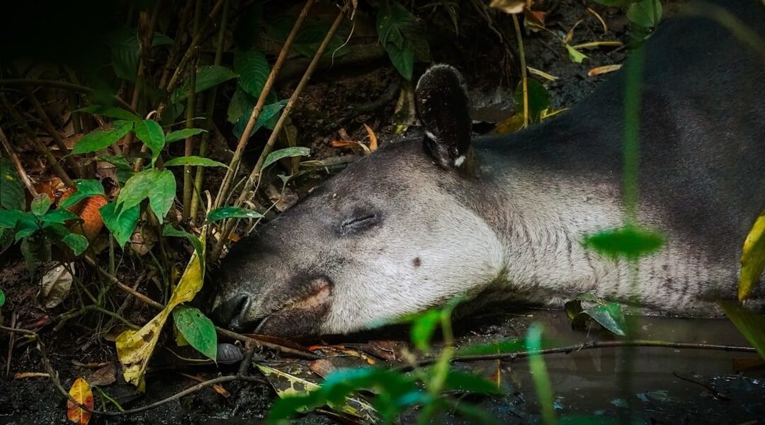 Los tapires: reliquias vivientes que sostienen los bosques de América Latina