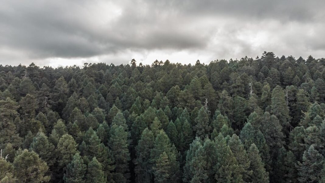 Una voz mexicana contra la depredación: La reserva triunfa en Francia