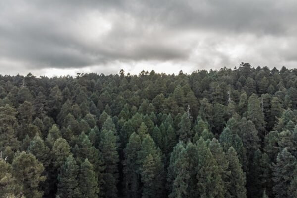Una voz mexicana contra la depredación: La reserva triunfa en Francia