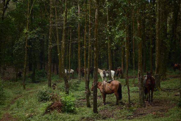 La voz del bosque: cine mexicano denuncia la tala ilegal en Europa