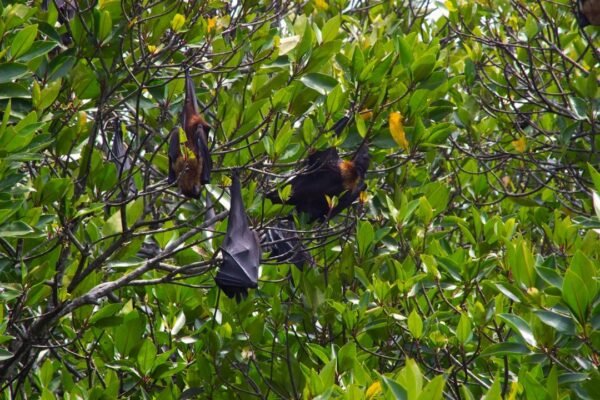 Costa Rica lleva su mirada sobre murciélagos al epicentro del cine ambiental
