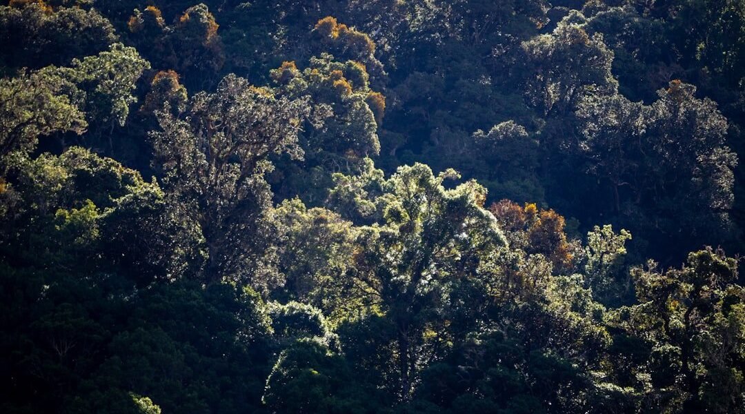 Murciélagos de Costa Rica conquistan la pantalla en el festival de cine de naturaleza