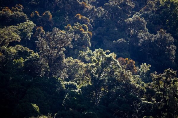 Murciélagos de Costa Rica conquistan la pantalla en el festival de cine de naturaleza