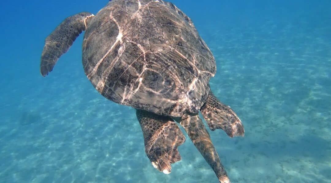 Argentina descubre los secretos de las tortugas marinas gigantes