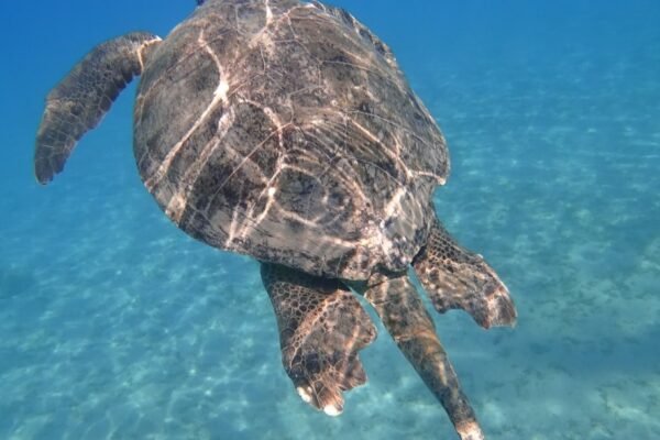 Argentina descubre los secretos de las tortugas marinas gigantes