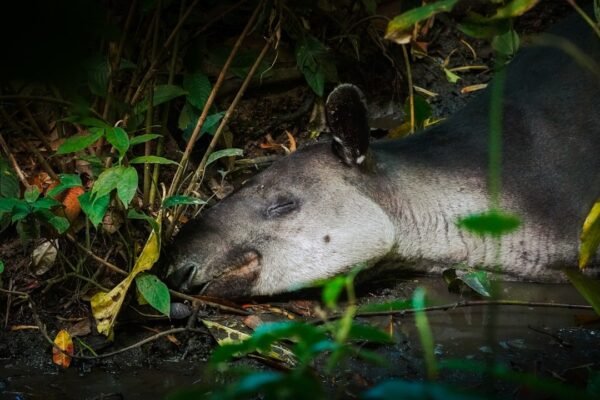 Tapires en riesgo: la lucha silenciosa por salvar a los guardianes de la selva