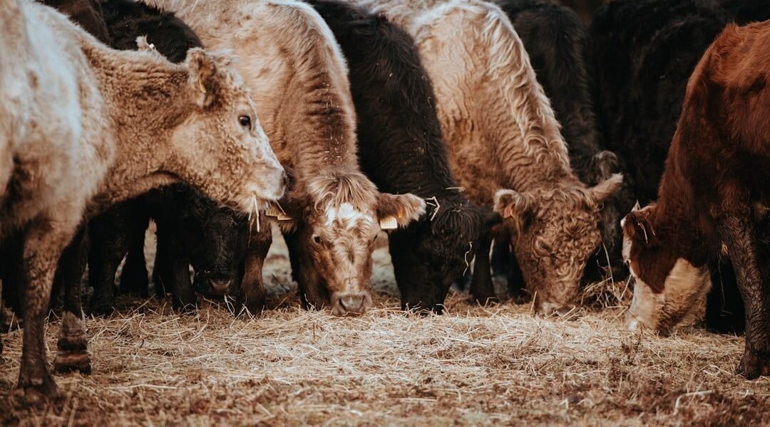 México y EE.UU. unen fuerzas contra plaga agrícola transfronteriza