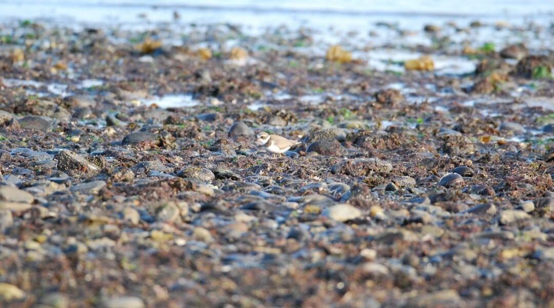 Chapopote invade costas de Veracruz: nueve días sin respuestas oficiales