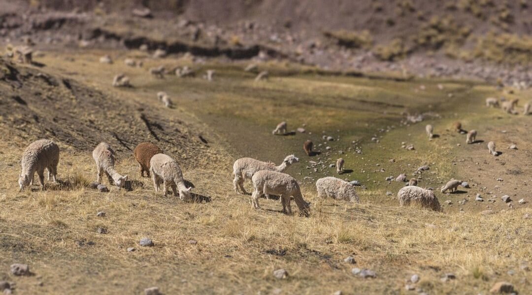 Infraestructura fronteriza de Chile amenaza ecosistemas únicos del Altiplano